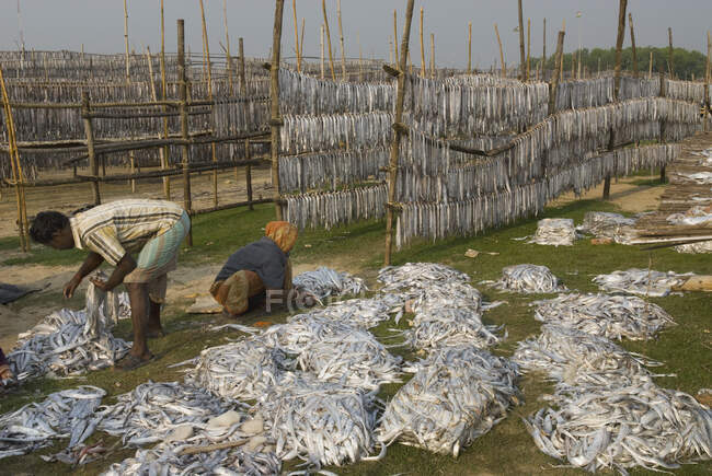 Índia, Bengala Ocidental, Digha, Secagem de peixe — Fotografia de Stock