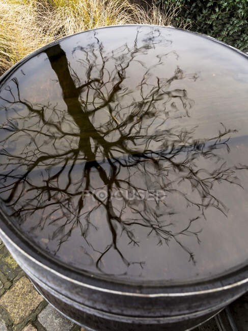 Tree reflecting in a puddle on a barrel — Stock Photo