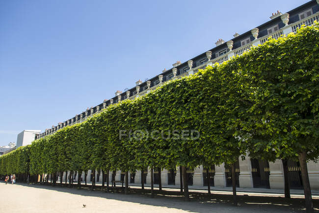 Ла Франс. Сад Королівського палацу, Париж 75001 і його вапнякові вапнякові дерева. — стокове фото