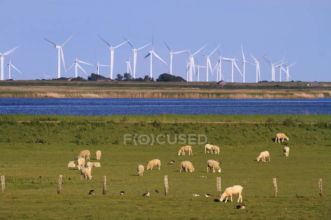Schwarm auf der Weide gegen Windkraftanlage, Deutschland, Nordstrand Landschaft — Stockfoto