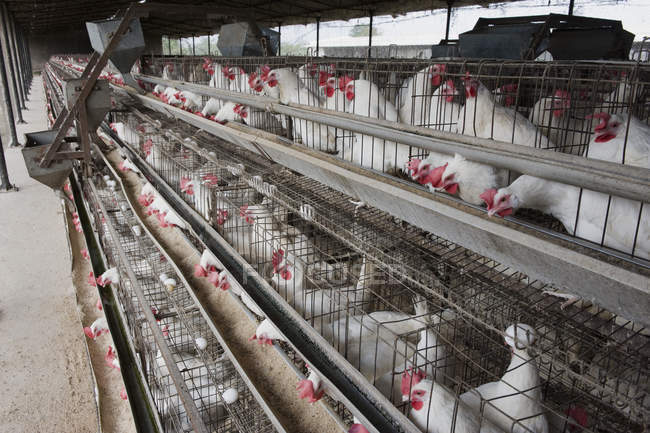 Breeding laying hens, selective focus — Stock Photo