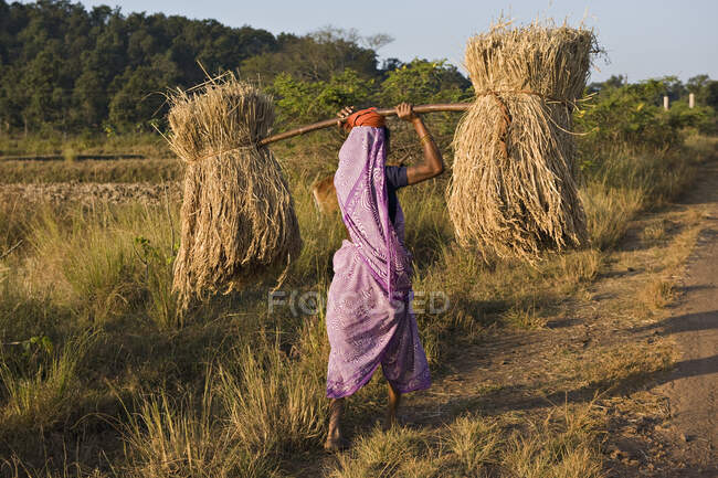 India, Chhattisgarh, vicino a Bhoramdeo, trasporto del raccolto — Foto stock