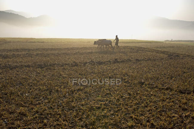 Índia, Orissa, distrito de Koraput, perto de Jaypur, arado — Fotografia de Stock