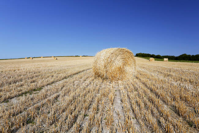 France, Normandy, Montmartin-sur-Mer, Haystacks mechanically rolled at the time of harvest. — Stock Photo