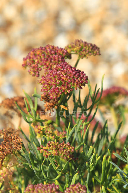 Close-up de plantas em Inglaterra, Dover — Fotografia de Stock