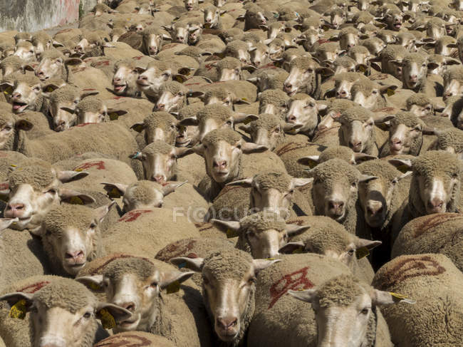 Пересечение овец на юго-востоке Франции, Сен-Реми-де-Прованс — стоковое фото