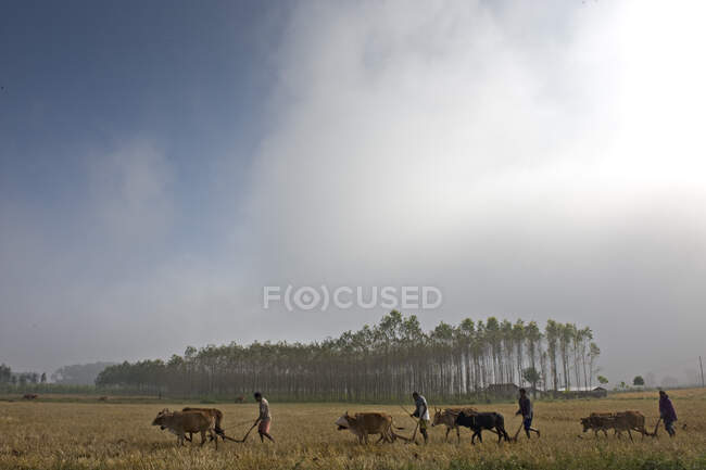 India, Orissa, Koraput district, ploughing, harnessed animals — Stock Photo