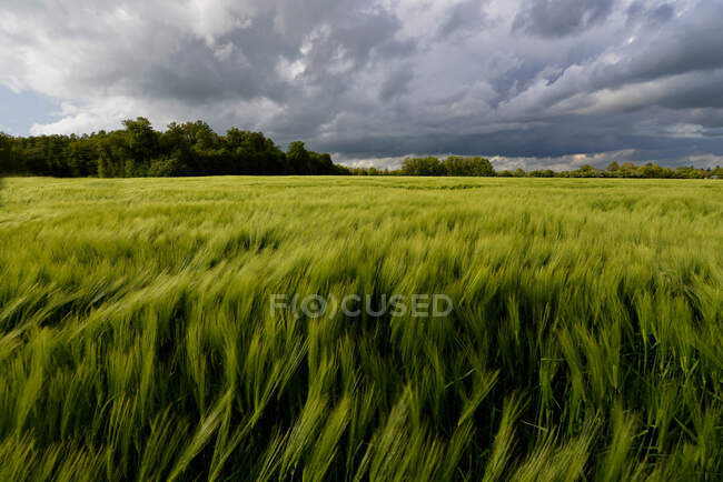 Francia, Normandía, campo de cebada ondulado bajo una tormenta de viento, nubes oscuras y cielo azul - foto de stock