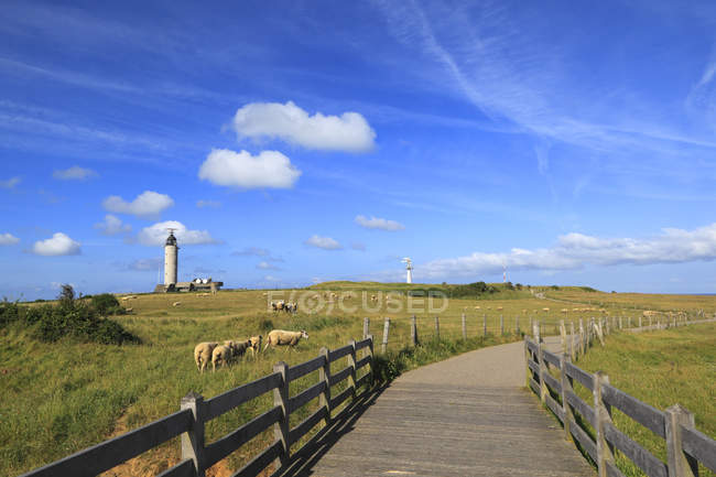Vue panoramique des moutons sur le terrain, France, Côte Nord — Photo de stock