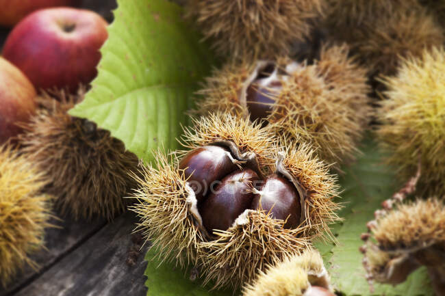 Composition of chestnuts in their hulls and autumn leaves — Stock Photo