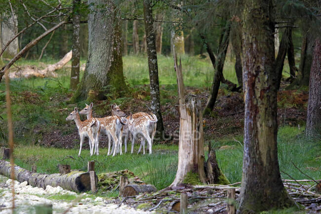 France, Burgundy, Yonne. Area of Saint Fargeau and Boutissaint. Slab season. Fawns at the edge of the forest. — Stock Photo