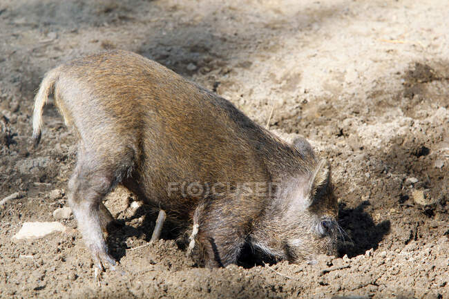 Frankreich, Burgund, Yonne. Gegend von Saint Fargeau und Boutissaint. Plattensaison. Wildschweine wühlen sich durch den Boden. — Stockfoto