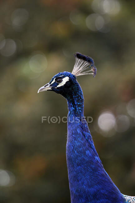 France, Burgundy, Yonne. Around Saint Fargeau. Close up of a peacock. — Stock Photo