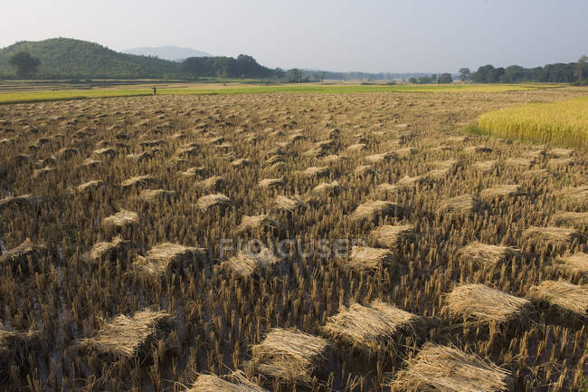 India, Orissa, distretto di Koraput, vicino a Jaypur, covoni di riso mietuto — Foto stock