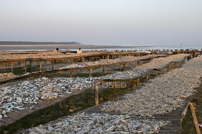 Indien, Westbengalen, Digha, Trocknen von Fisch — Stockfoto