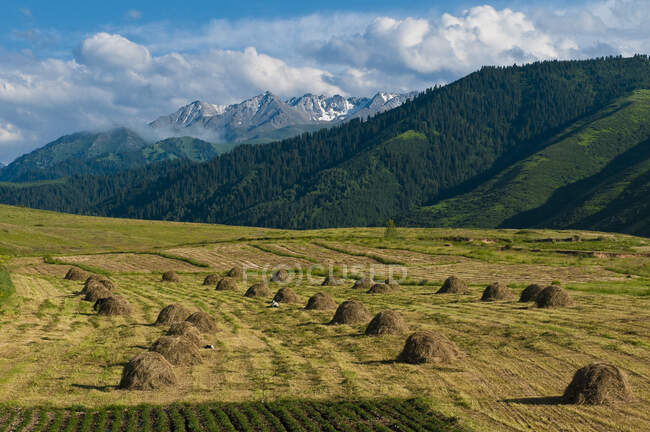 Средняя Азия, Кыргызстан, Иссык-Кульская область (Ысык-Куль), недалеко от Каракола, стоги сена — стоковое фото