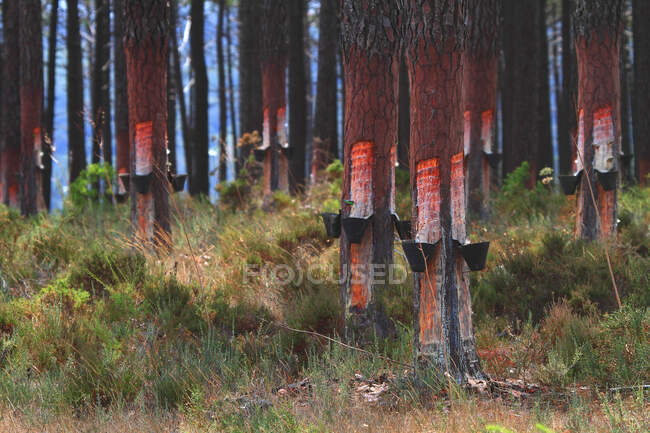 Portugal, Recoger resina de pino. - foto de stock