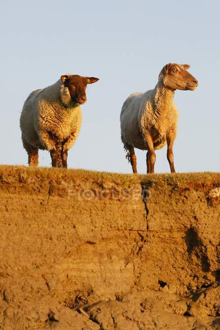Вівці на соляній луці в Нормандії. — стокове фото