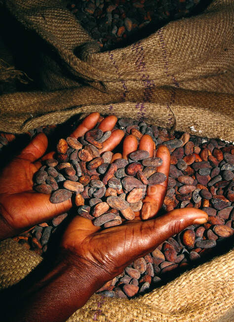 África, África Central, Camarões, plantações de cacau, grãos de cacau após a secagem, cooperativa — Fotografia de Stock