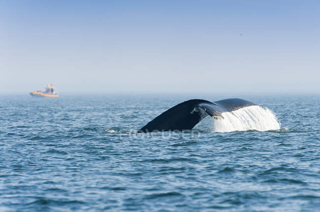 Cola de ballena azul del océano, Canadá - foto de stock