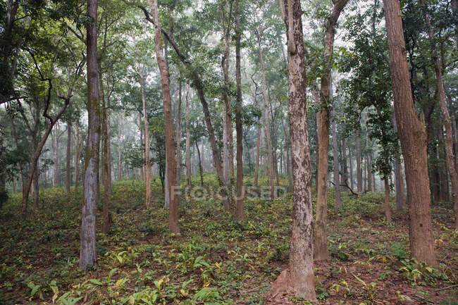 Inde, Orissa, district de Koraput, arbre Diospyros melanoxylon (utilisé pour la fabrication des beedis) — Photo de stock