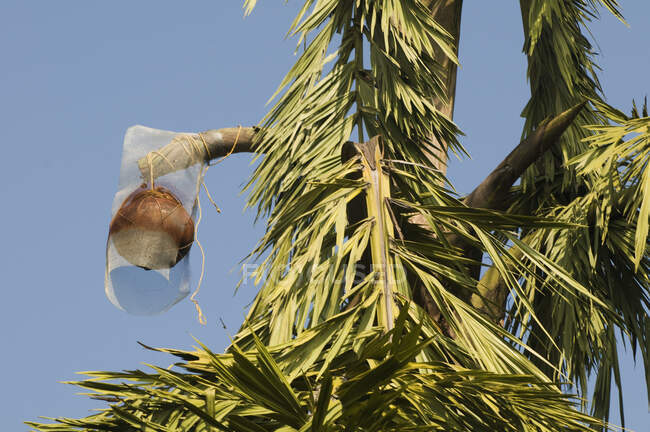India, Orissa, Koraput district, harvesting palm wine — Stock Photo
