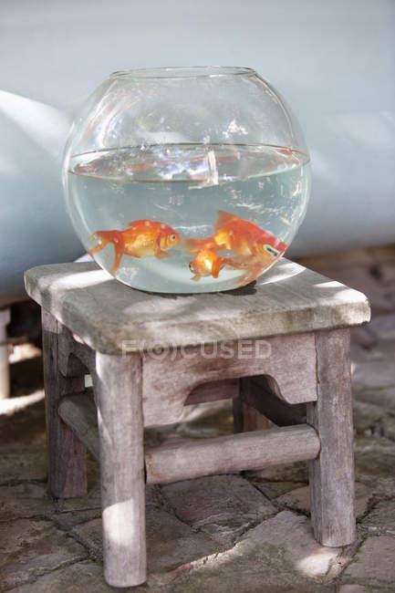 Gros plan des poissons rouges dans un bol à poisson sur une chaise — Photo de stock