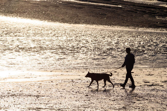 France, Normandy. Bay of Regneville-sur-Mer and Agon-Coutainville at sunset. Period of high tides. Man walking his dog. — Stock Photo