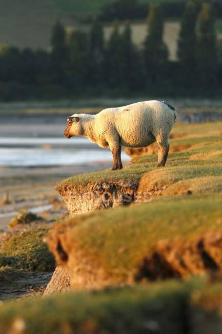 Normandie, Manche, Les Salines, Moutons debout sur le pré salé côtier à marée basse — Photo de stock