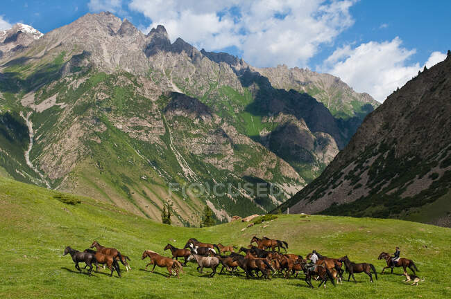 Asie centrale, Kirghizistan, province d'Issyk Kul (Ysyk-K ? l), vallée du Juuku, le berger Gengibek Makanbietov conduit ses 24 chevaux dans les alpages — Photo de stock