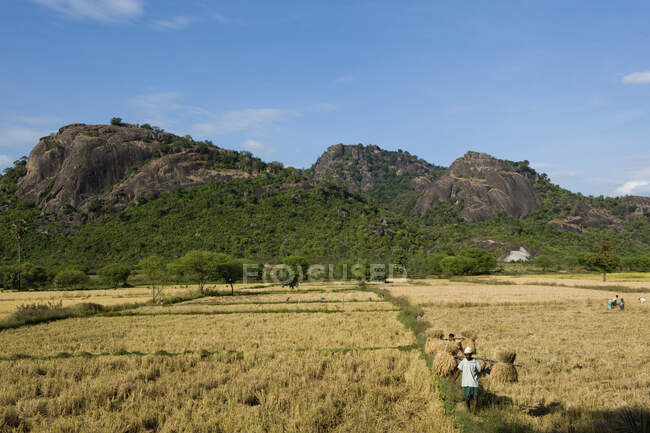 India, Orissa, cerca de Bhawanipatna, cosecha de arroz - foto de stock