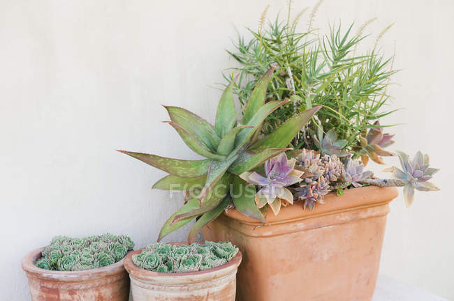 Крупним планом горщики з рослинами, вибірковий фокус — стокове фото