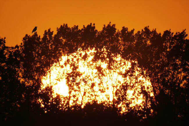 Francia, Seine et Marne. Zona de provincias. Puesta de sol en agosto detrás de los árboles. Pájaro encima de una rama. - foto de stock