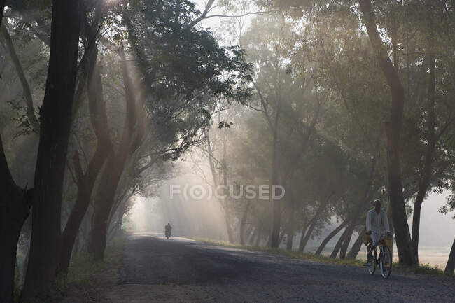 India, Orissa, distrito de Koraput, camino arbolado en la niebla de la mañana - foto de stock