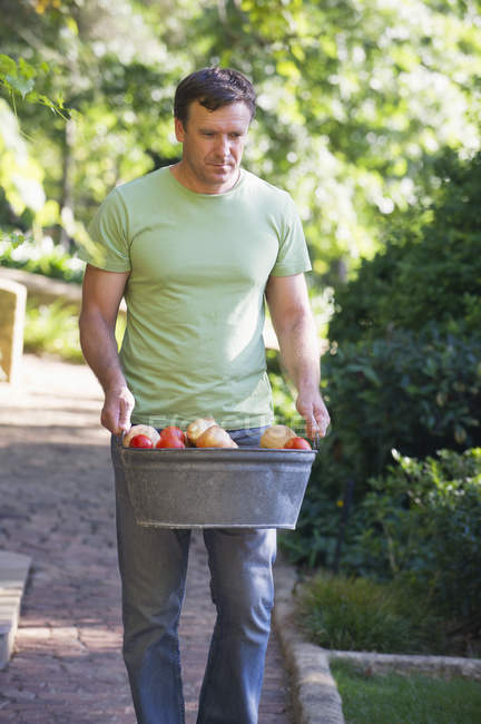 Hombre maduro llevando frutas frescas recogidas en canasta en el jardín - foto de stock