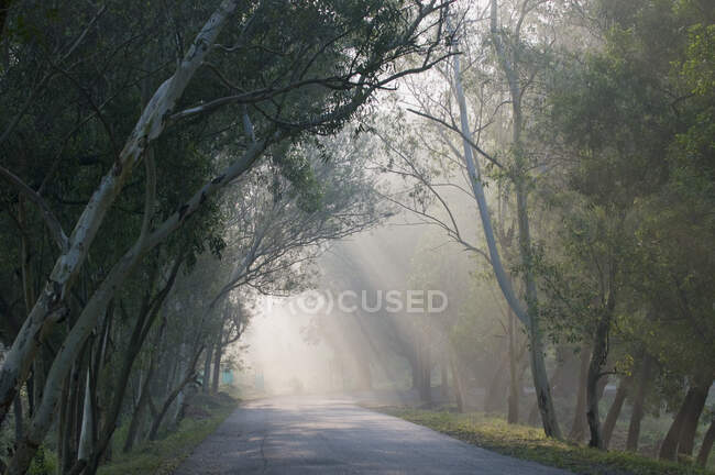 India, Orissa, distrito de Koraput, camino arbolado en la niebla de la mañana - foto de stock