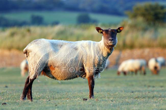 Schafe auf der Weide, Normandie, einige, les salines — Stockfoto