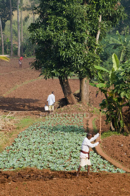 India, Orissa, distrito de Koraput, cultivo, grupo étnico de Malí - foto de stock