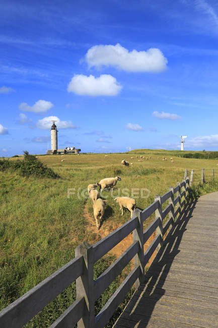 Scenic view of sheep at field, France, North Coast — Stock Photo