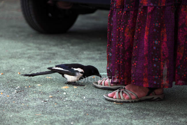 Magpie near female feet, selective focus — Stock Photo