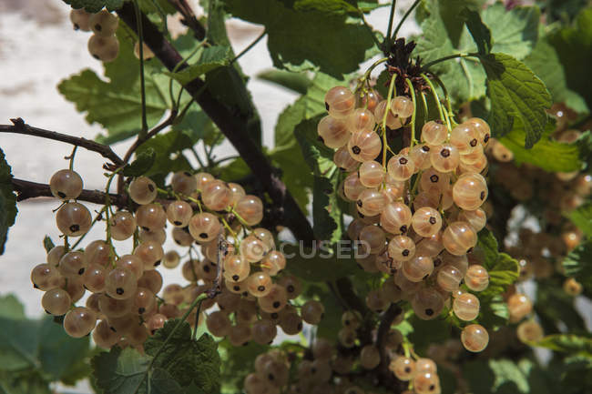 Groseilles blanches/ White currants — Stock Photo