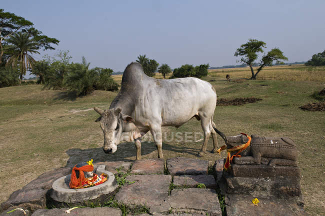Bull near stone altar, selective focus — Stock Photo