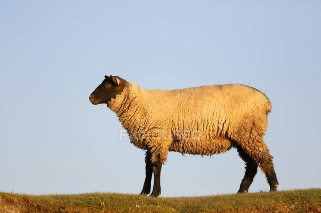 Moutons contre ciel, Normandie — Photo de stock