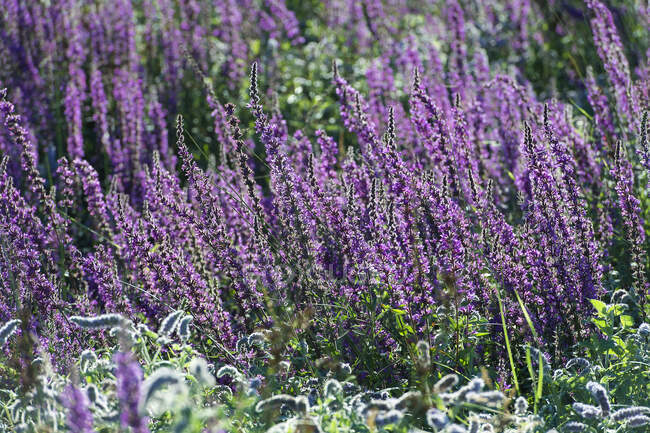 France. Hautes Alpes. Field of flowers in the Champsaur (fragrant orchid) — Stock Photo