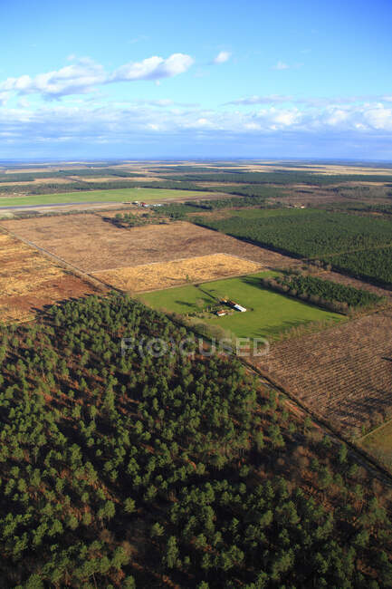 Francia, Gironda. Cerca de Teste de Buch. Bosque de pinos. - foto de stock