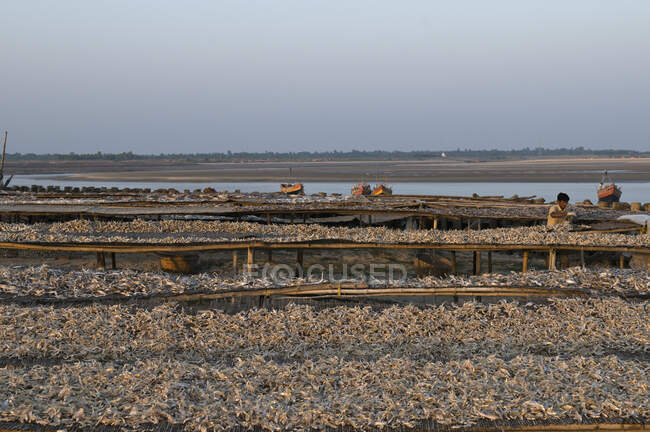 India, Bengala Occidental, Digha, Pescado seco - foto de stock