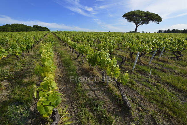 France, rows of vines in the vineyard in the region of Nantes. Pine tree in the background — Stock Photo