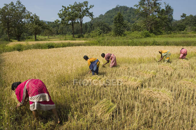 Inde, Orissa du Sud, récolte — Photo de stock
