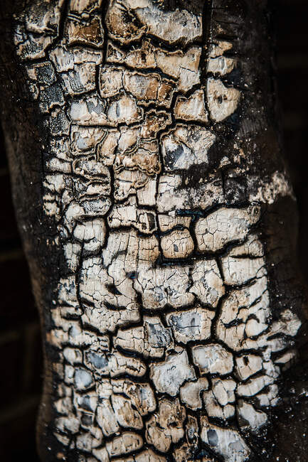 Wood log already burnt — Stock Photo