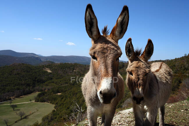 Francia, Sureste de Francia, Costa Azul, burros en el macizo de Esterel - foto de stock